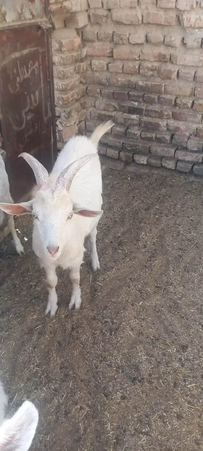 تروشت فروشی|حیوانات مزرعه|خاش, |دیوار