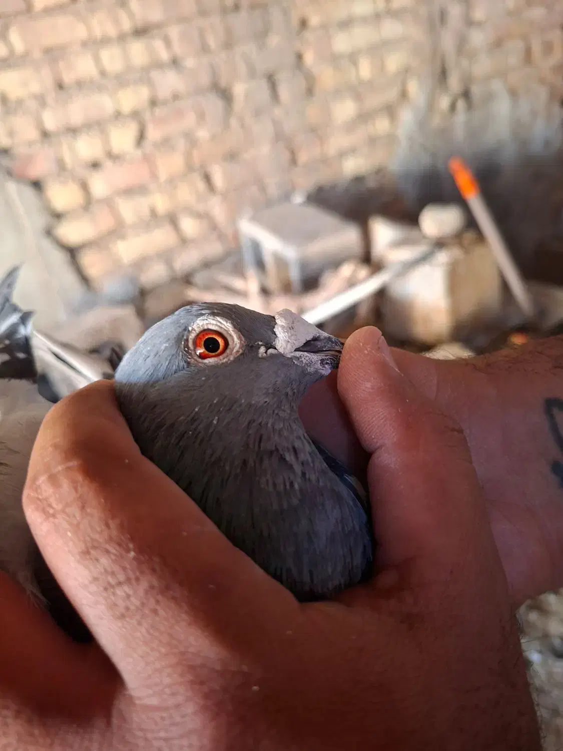 جفتپلاکیدلبر|پرنده|رونیز, |دیوار