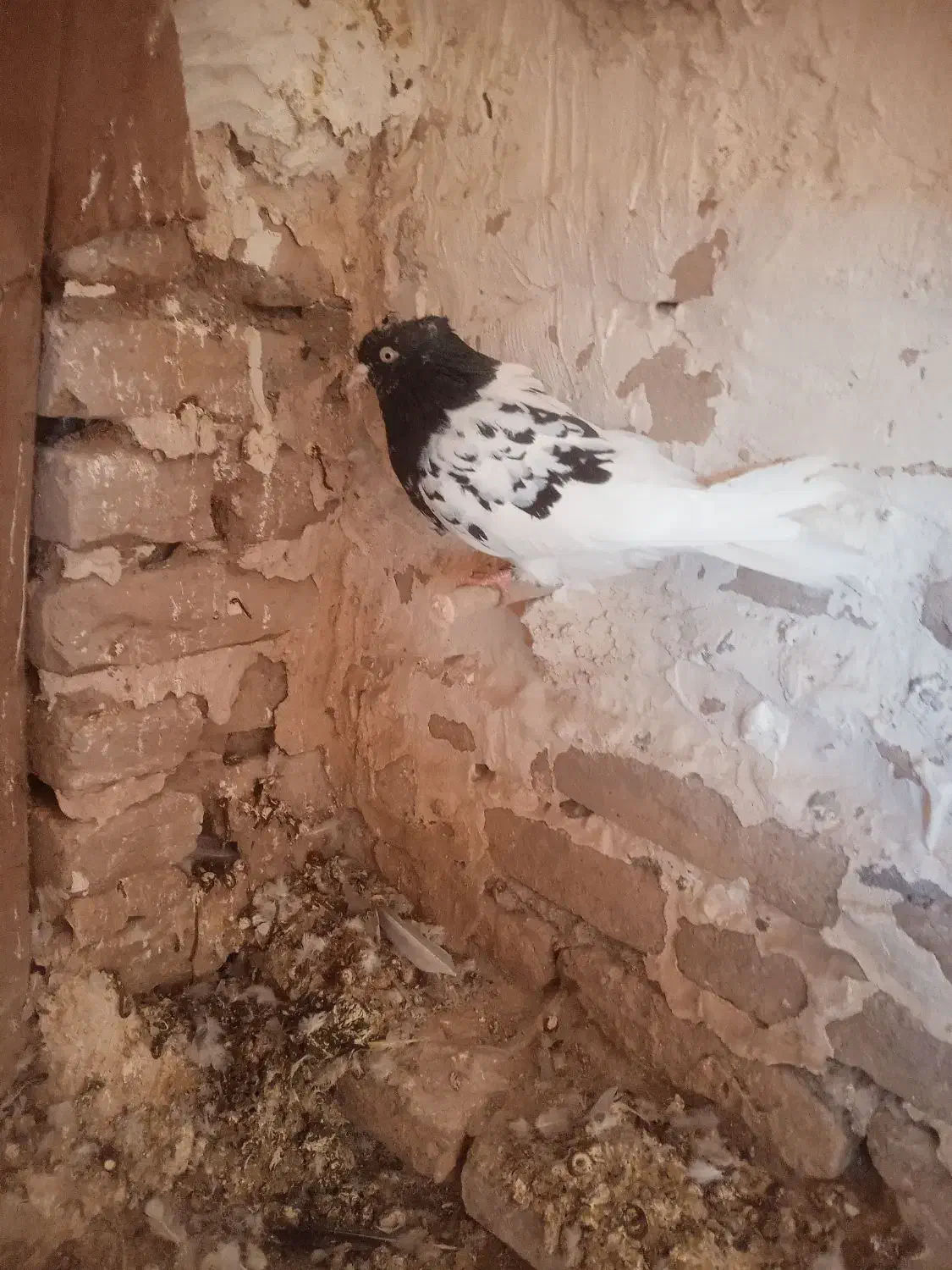 کله سیاه هوایی ب ضمانت|پرنده|تربتحیدریه, آسایش|دیوار