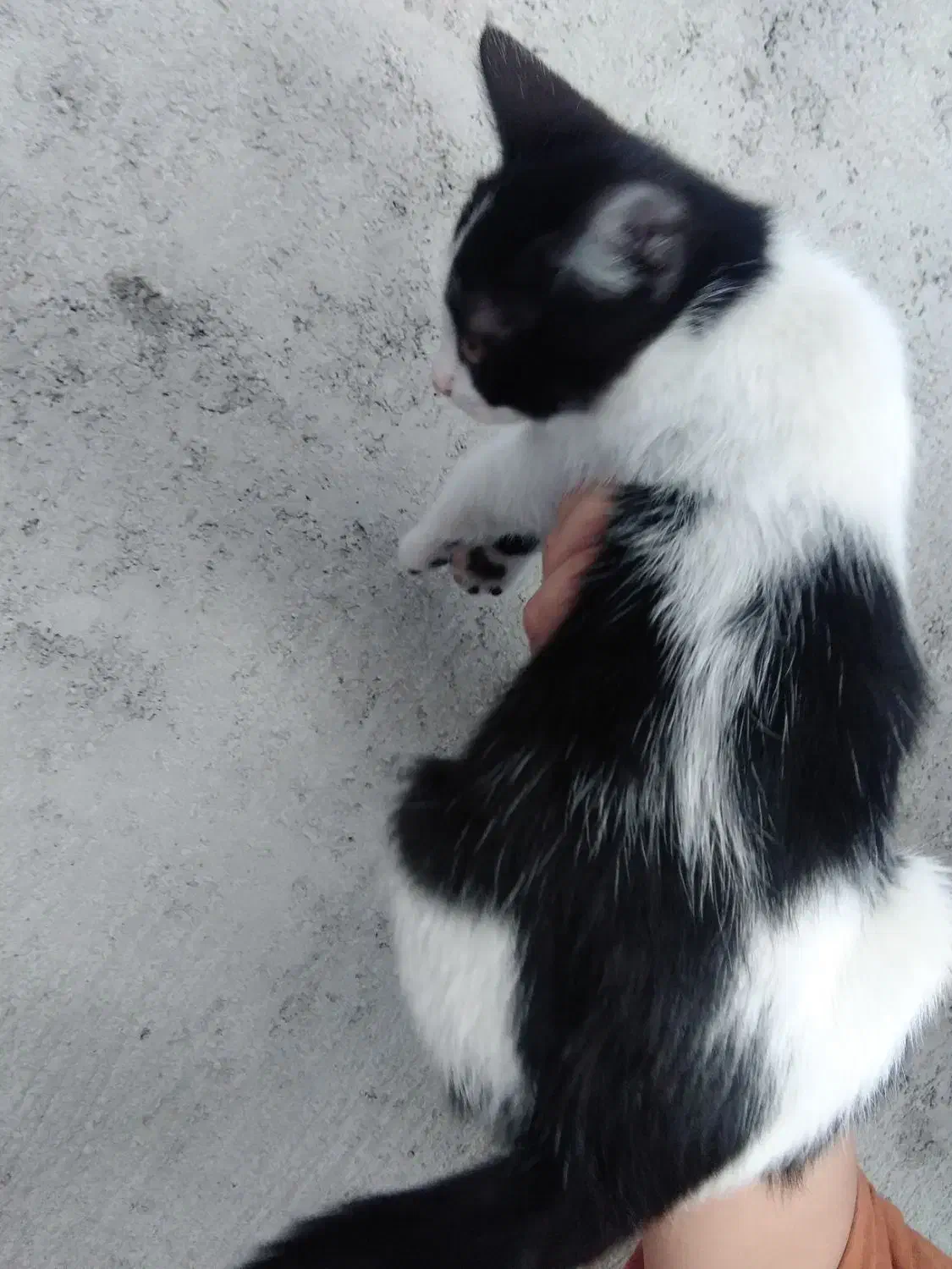 واگذاری بچه گربه نر|گربه|قائمشهر, |دیوار