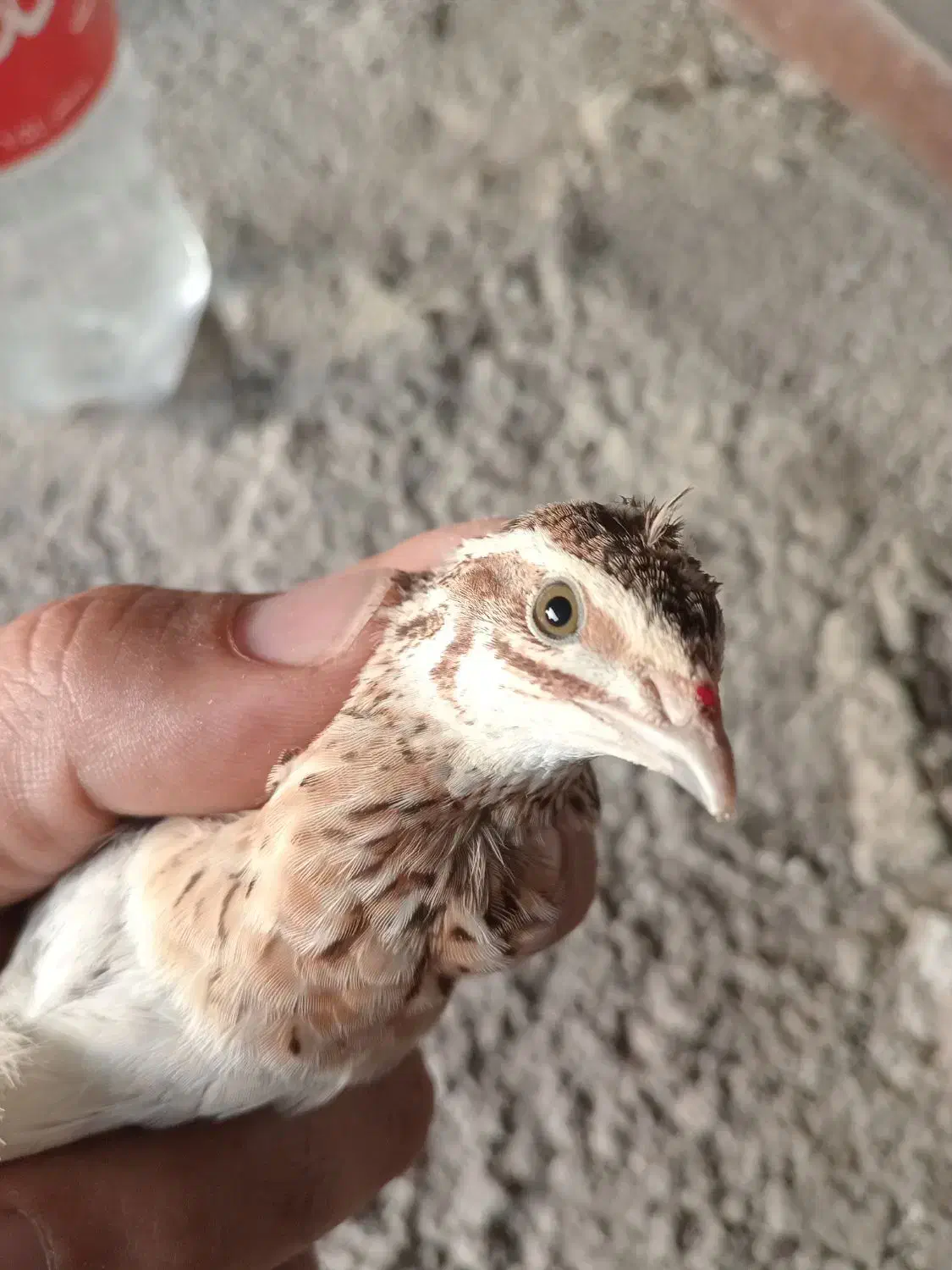 بلدرچین نر آواز خوان بد بده|پرنده|آستارا, |دیوار