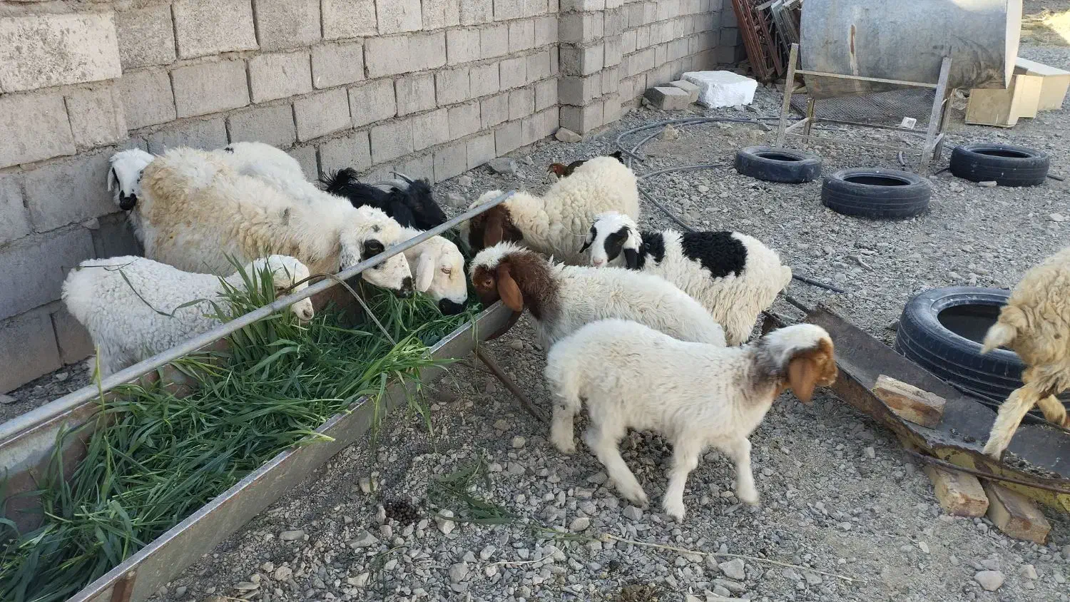 میش زاییده|حیوانات مزرعه|کاخک, |دیوار