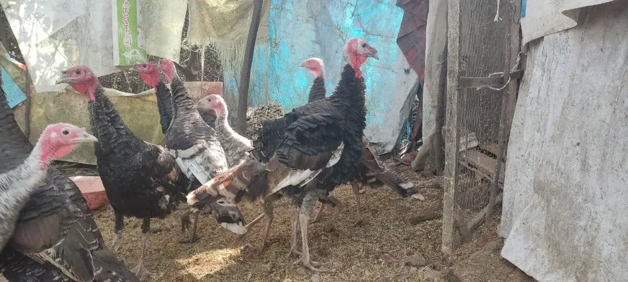 بوقلمون و غاز  بخونید|حیوانات مزرعه|رودسر, |دیوار