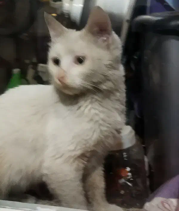 واگذاری گربه|گربه|شیراز, فاضل|دیوار