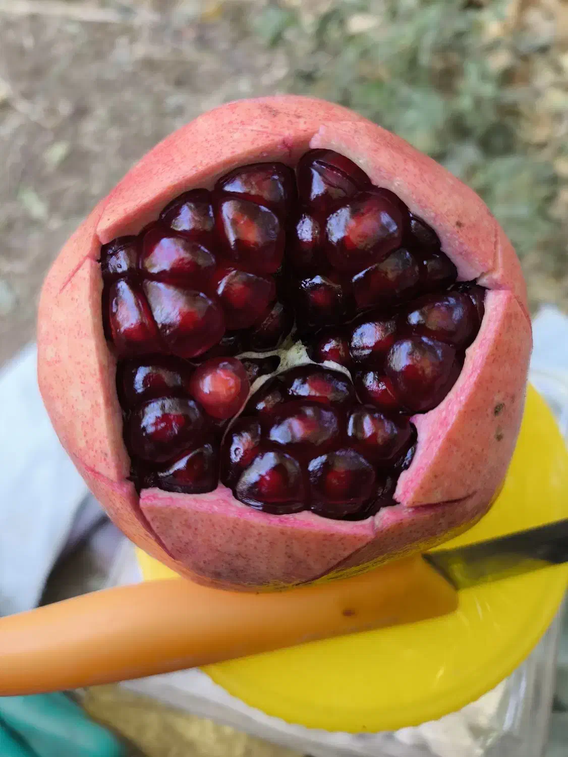 انار عقدا|خوردنی و آشامیدنی|عقدا, |دیوار