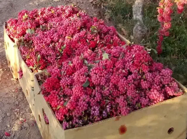 زرشک تازه قاینات شرعی رسید|خوردنی و آشامیدنی|مشهد, شهرک ابوذر|دیوار