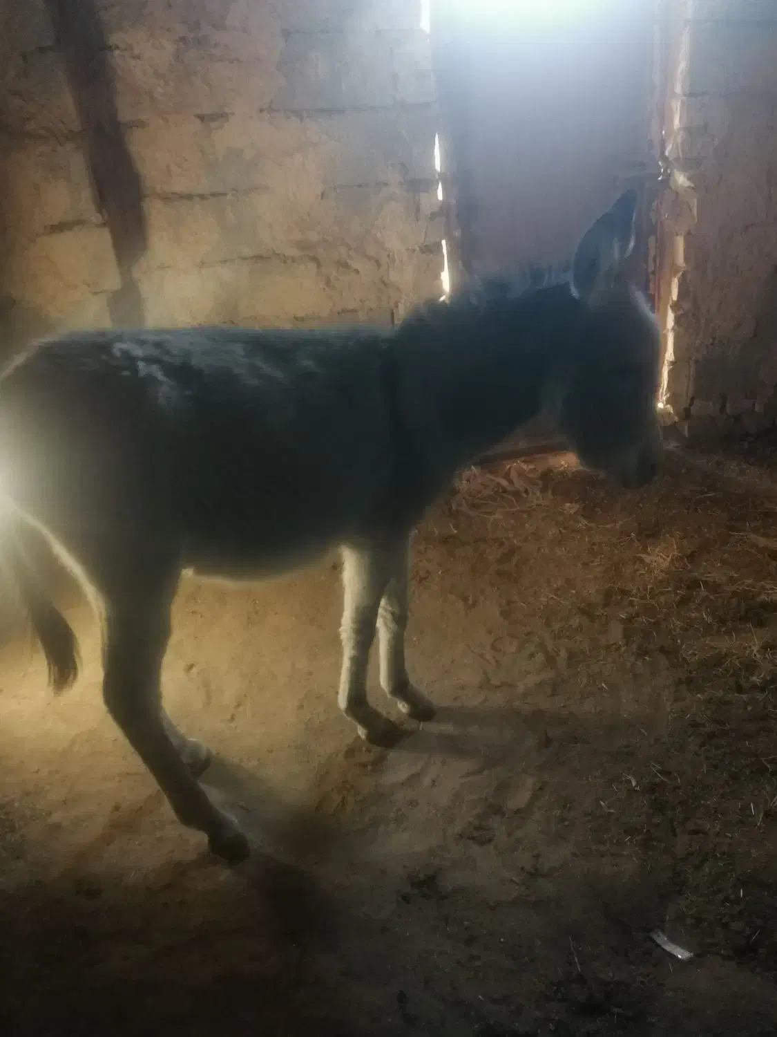 الاغ نر و جوان و آرام|حیوانات مزرعه|امیرآباد, |دیوار