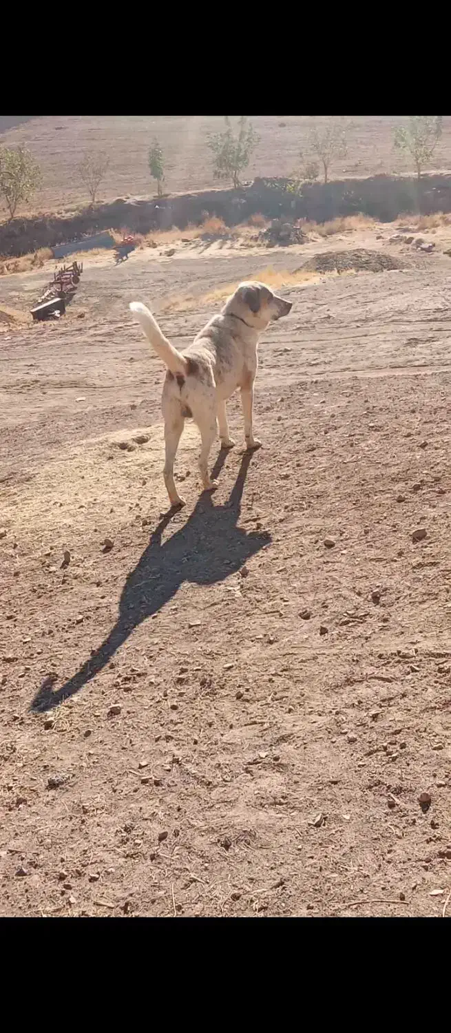 سگ سرابی|سگ|حسین آباد, |دیوار