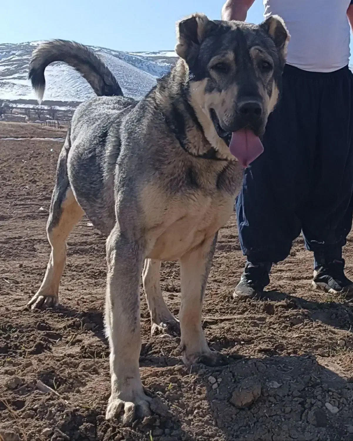 سگ عراقی|سگ|آبگرم, |دیوار