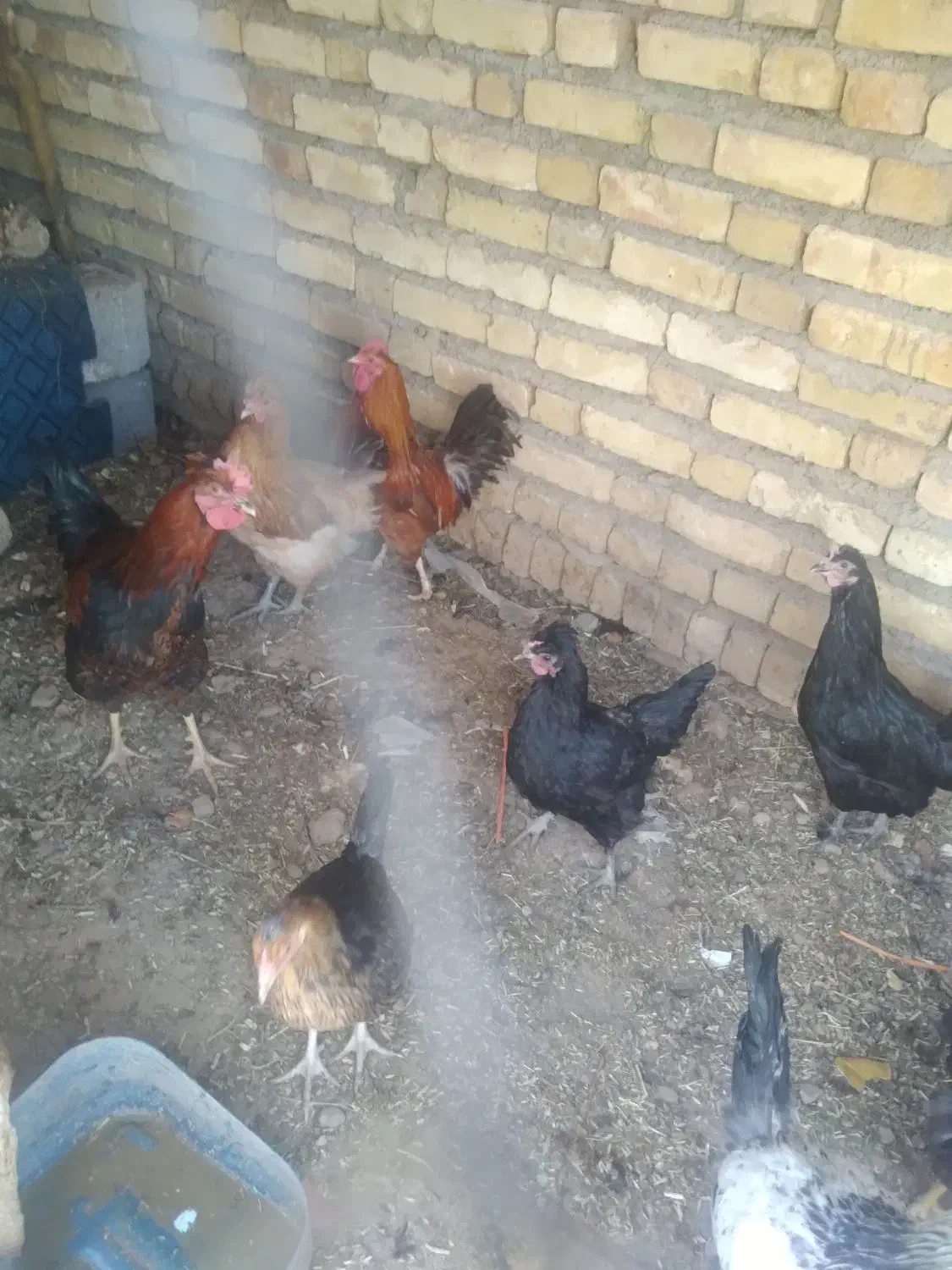 چندتا مرغ وخروس وجوجه امسال به فروش می‌رسد|حیوانات مزرعه|بلداجی, |دیوار