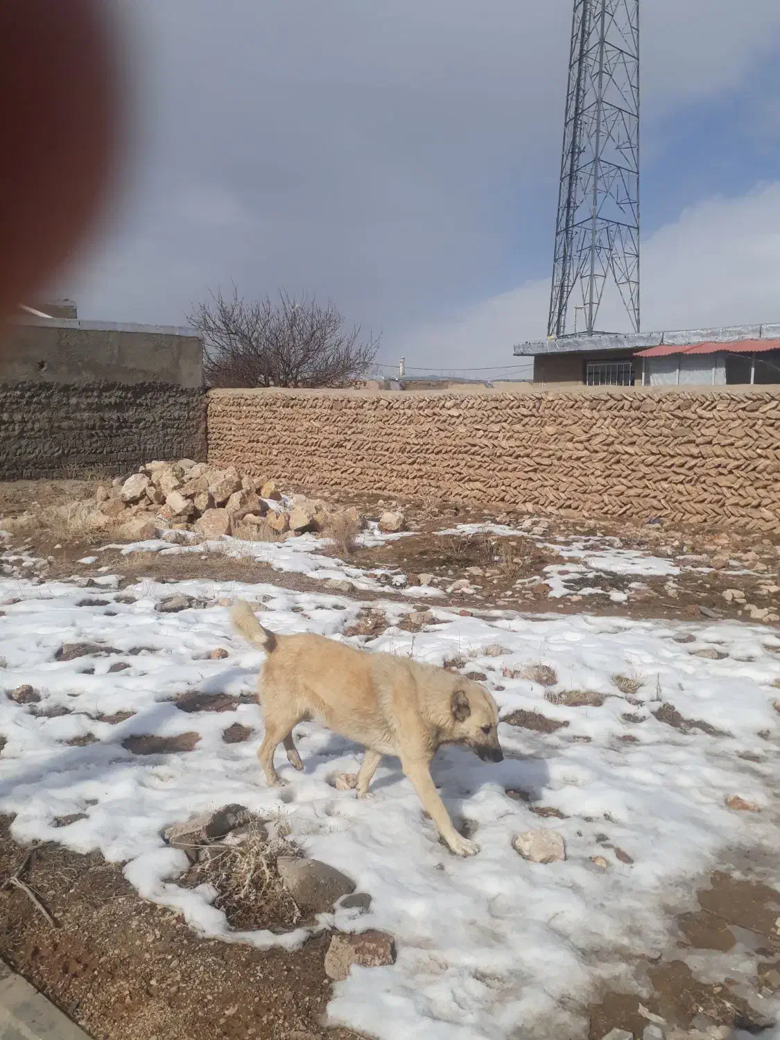 سگ گله|سگ|سجاس رود, |دیوار