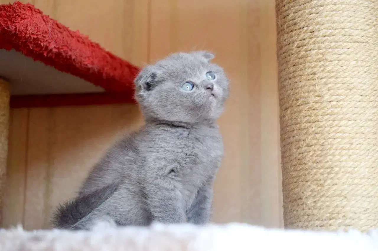 گربه اسکاتیش از مادر بریتیش|گربه|مشهد, چهارچشمه|دیوار