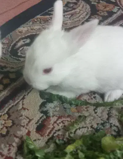 یک عدد بچه خرگوش کوچک سفید|موش و خرگوش|کرمانشاه, |دیوار