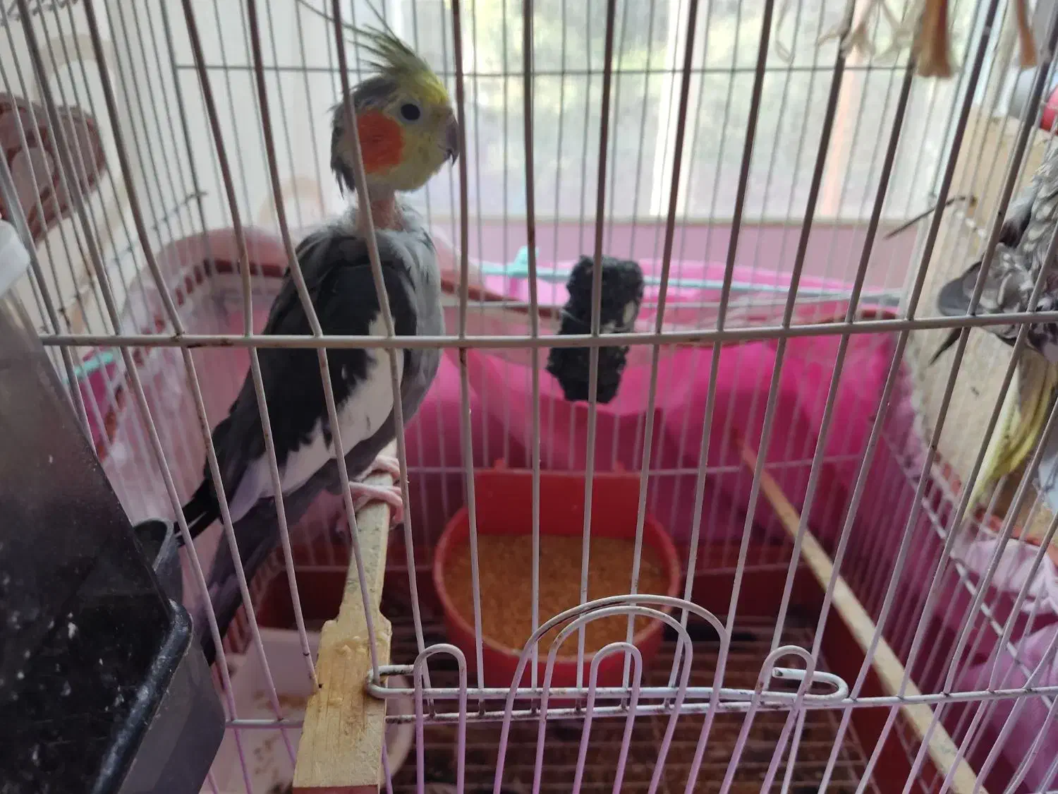 عروس هلندی|پرنده|تنکابن, |دیوار