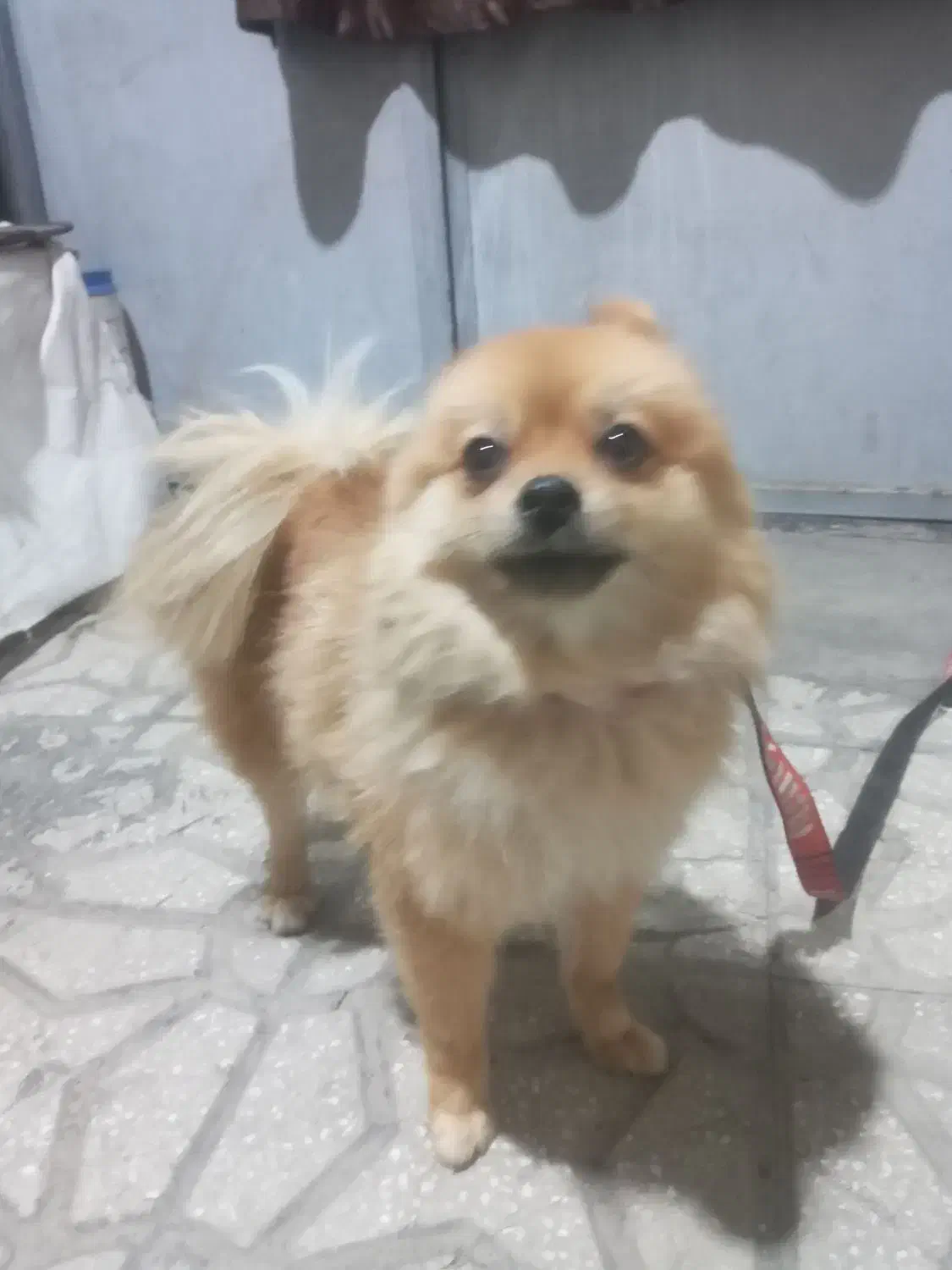 سگه فایبرروباهی|سگ|الیگودرز, |دیوار