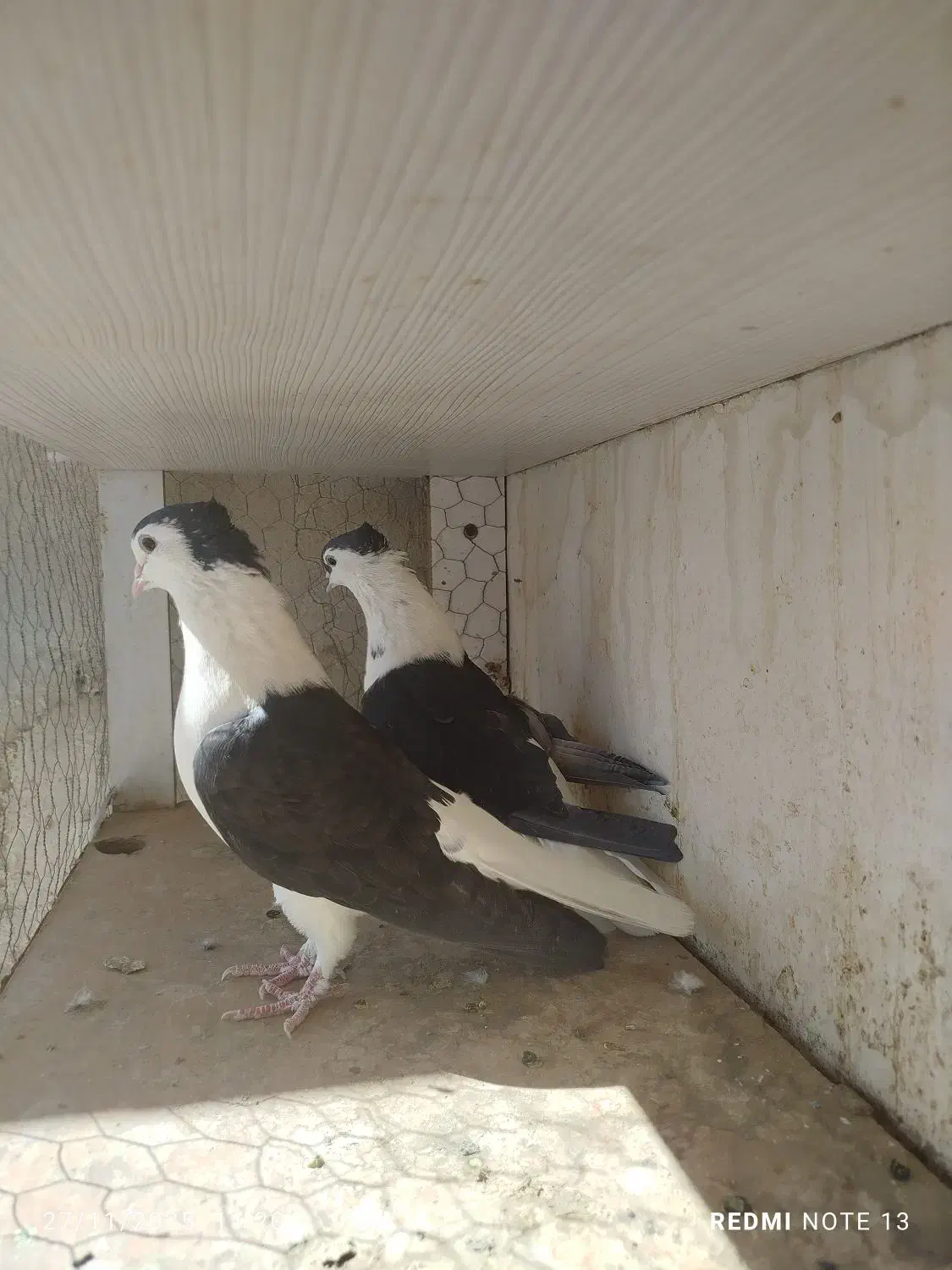 کبوترعطیقه|پرنده|ایرانشهر, |دیوار