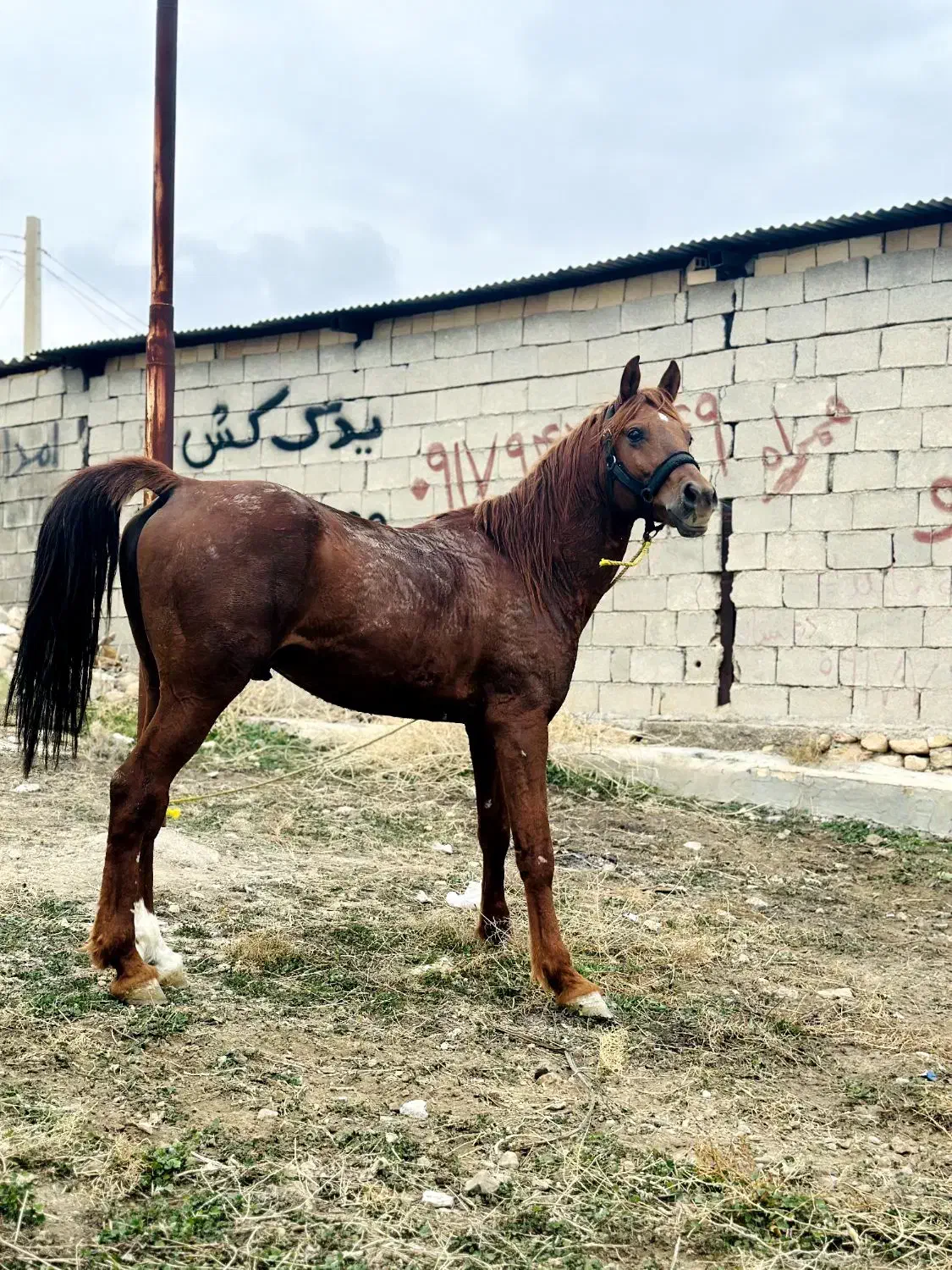 اسب نریون سرو دم گیر پرخون|اسب و تجهیزات اسب‌سواری|دوگنبدان, |دیوار