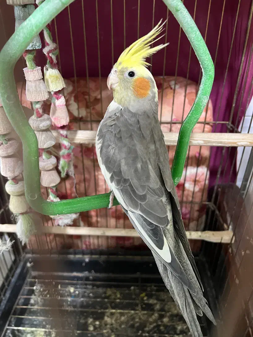 عروسهلندی نر|پرنده|گلستان (تهران), |دیوار