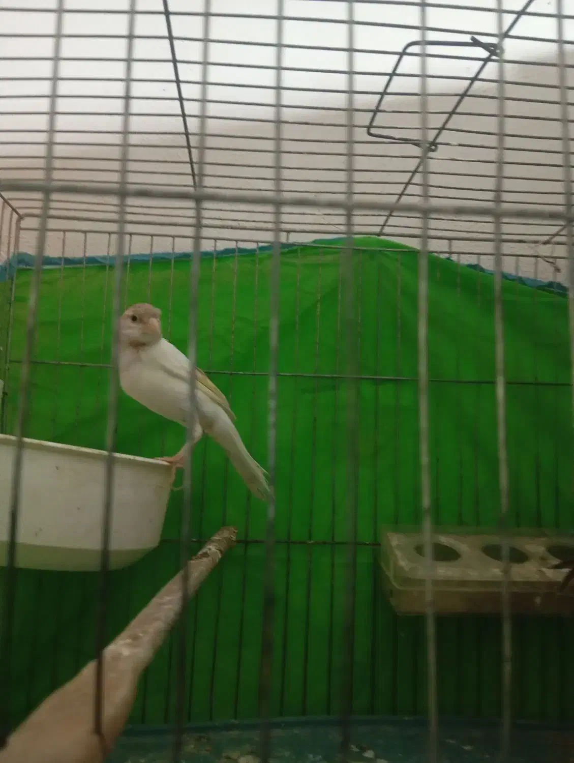 قناری ماده کشیده عالی|پرنده|گنبد کاووس, |دیوار