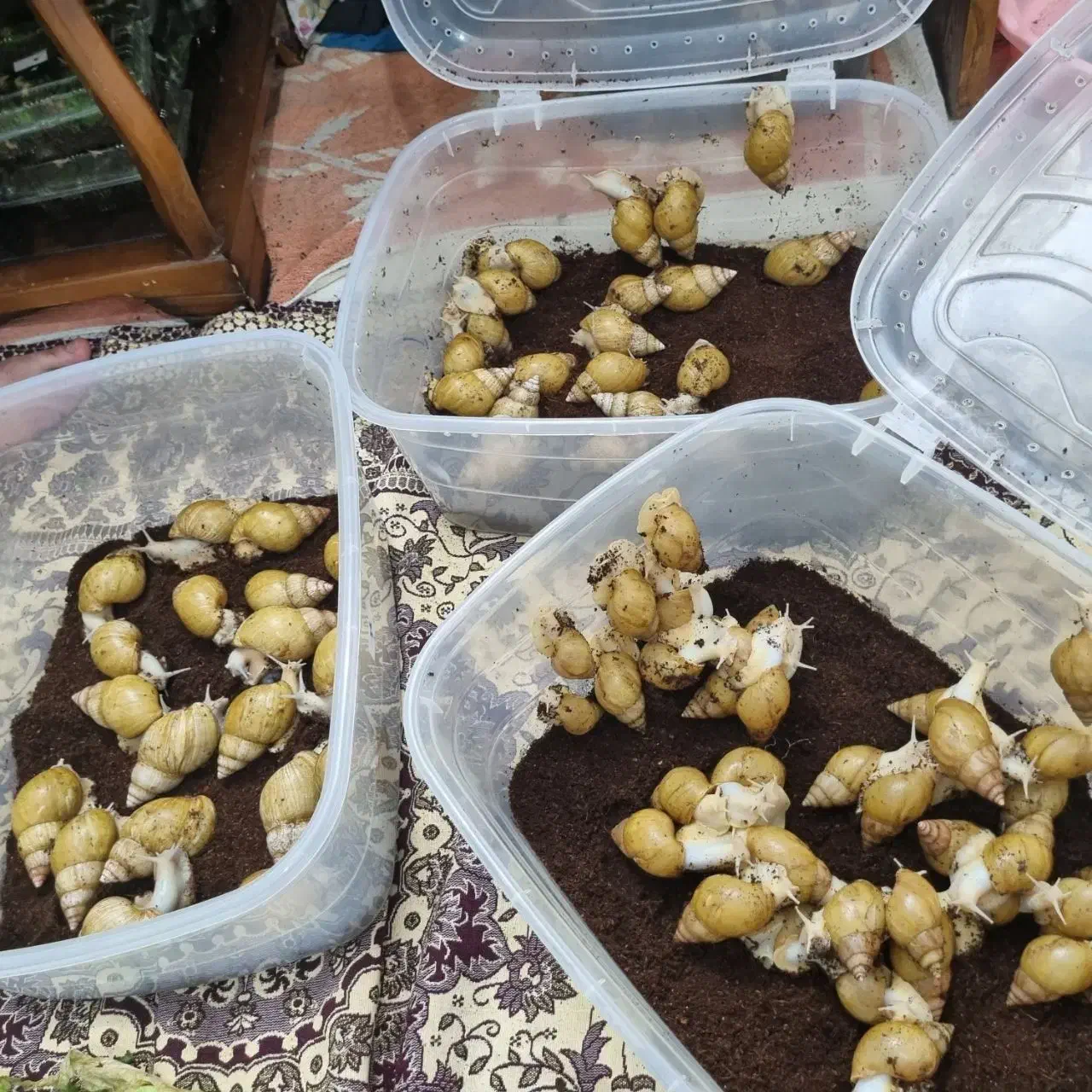 خرید وفروش حلزون|خزنده|تهران, فردوسی|دیوار