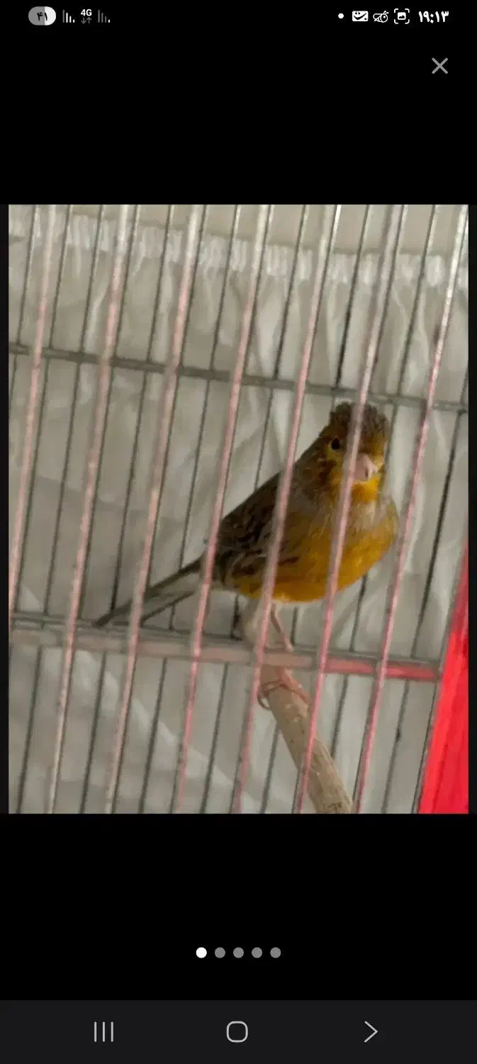 سهره قناری مست|پرنده|چهاردانگه (تهران), |دیوار