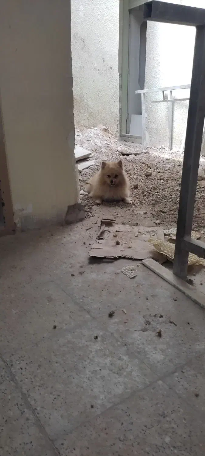 پامر|سگ|پاکدشت, پاکدشت (مامازند)|دیوار