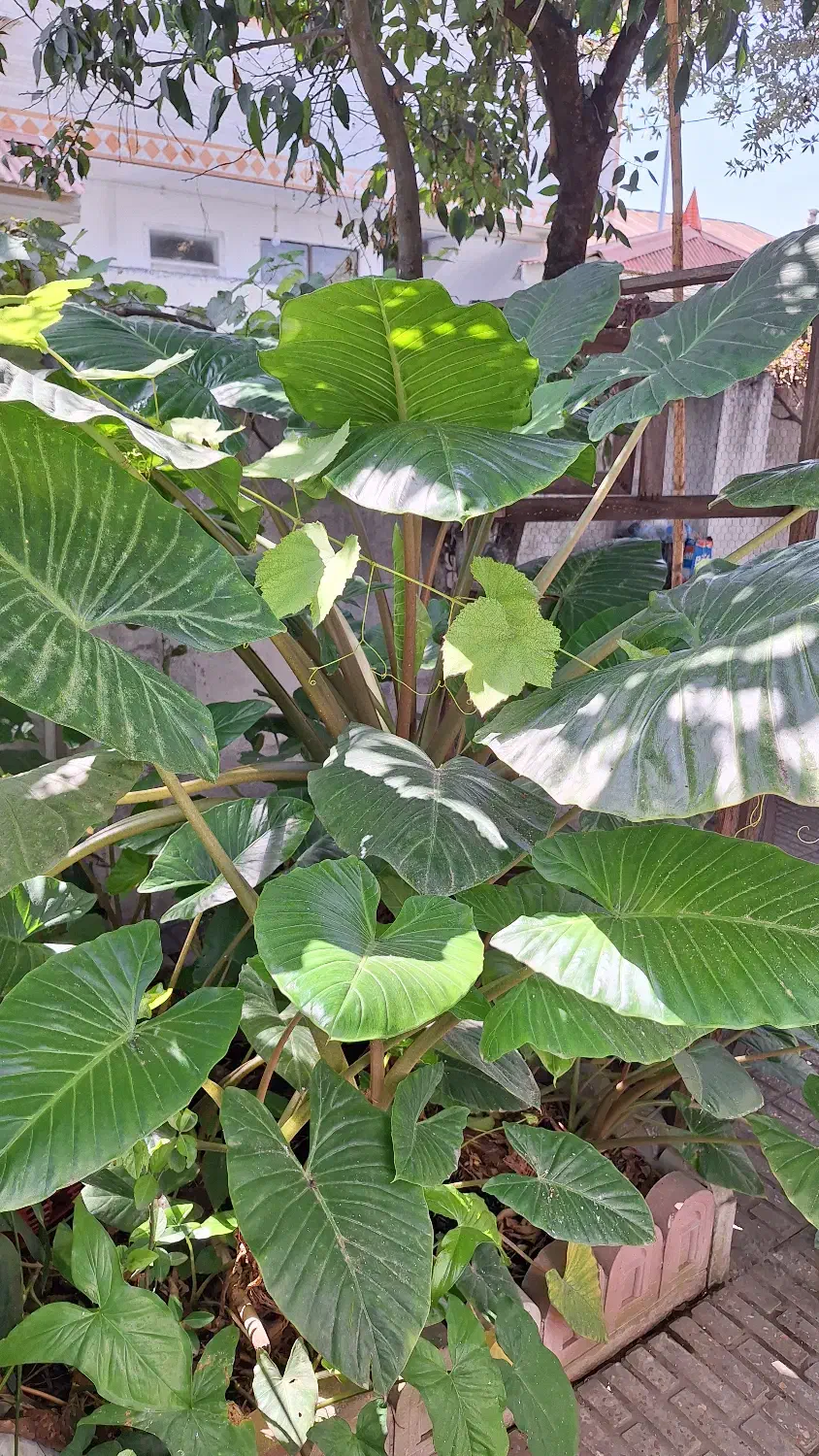 فروش کاکتوس غول پیکر پریانوس|گل و گیاه طبیعی|جویبار, |دیوار