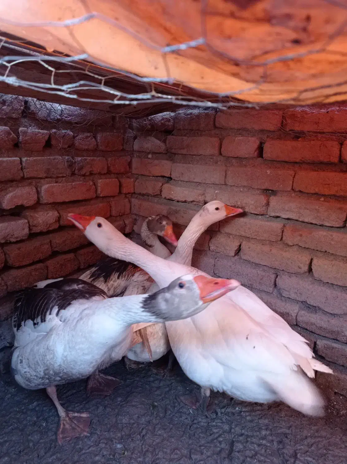 دو عدد ماده غاز محلی تخم گذار|حیوانات مزرعه|اردبیل, |دیوار