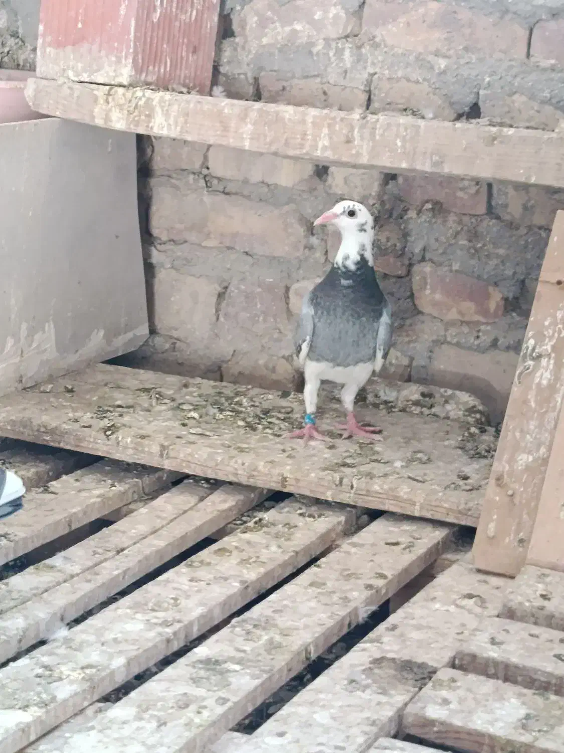 کبوتر گمشده|حیوانات|تیمور آباد, |دیوار