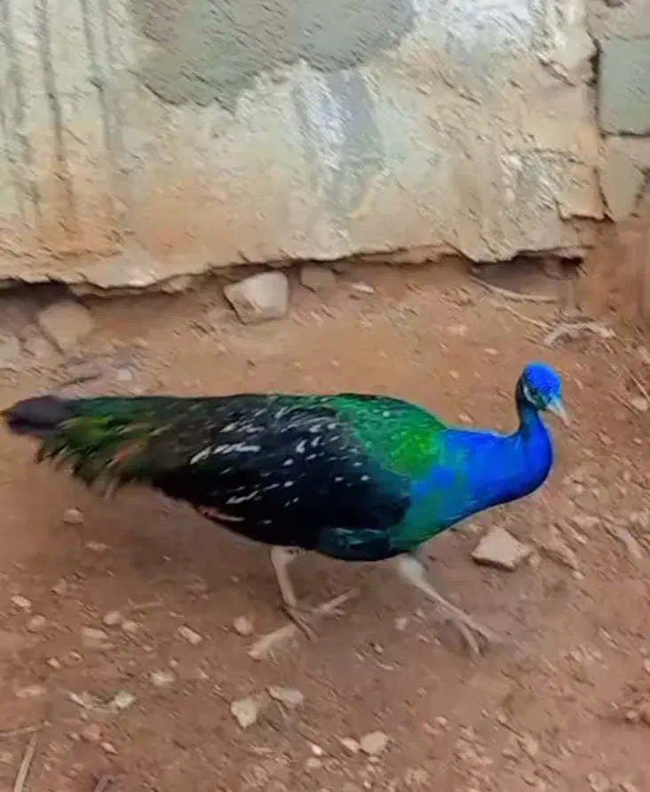 طاووس نر مصری|حیوانات مزرعه|جهرم, |دیوار
