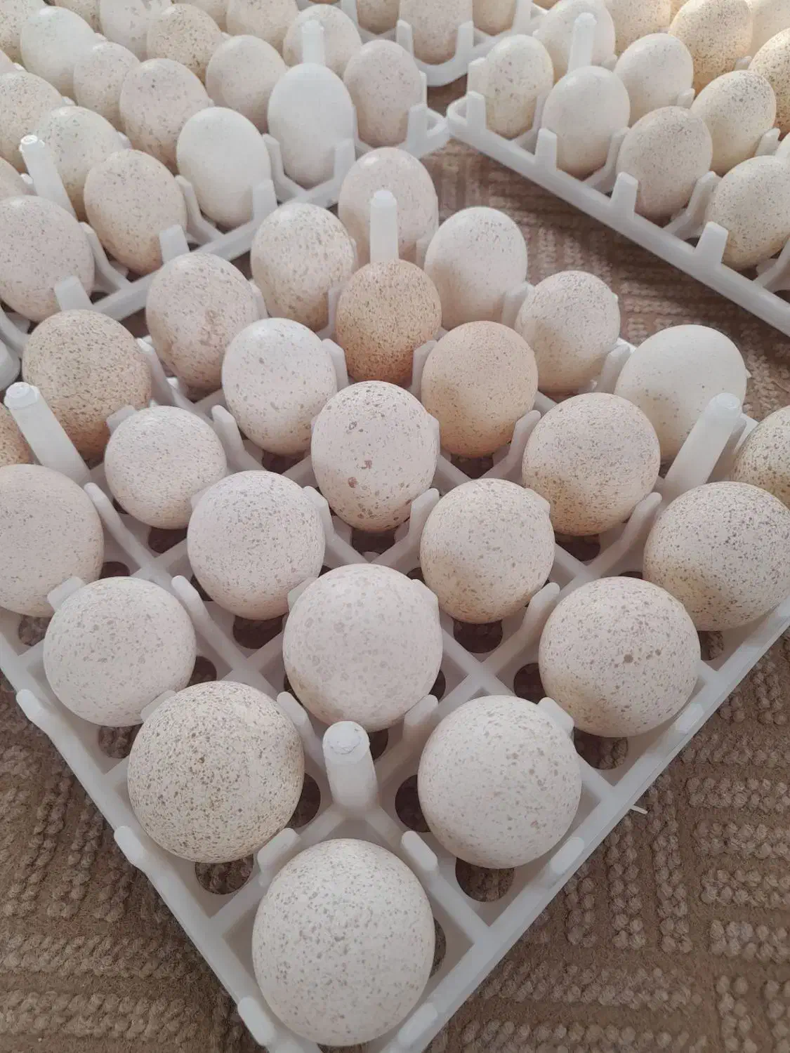 تخم بوقلمون برنز انگلیس|حیوانات مزرعه|صباشهر, |دیوار