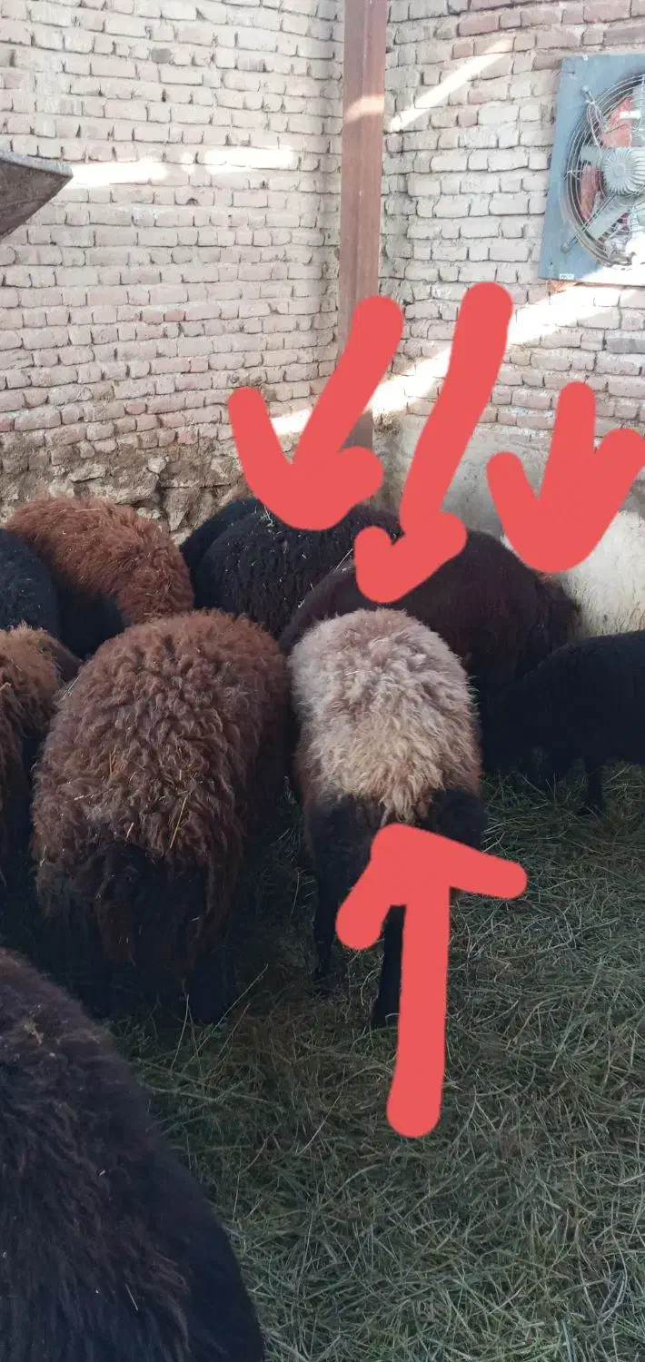 ۶راس شکم دوم آبستن۲راس بره داریکیش دوقلووباقوچ همو|حیوانات مزرعه|بناب, |دیوار