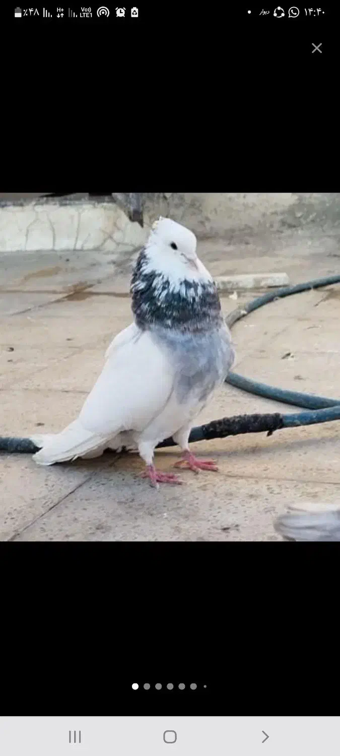 کبوتر گم کردم ۳ روز پیش|پرنده|ساوه, |دیوار