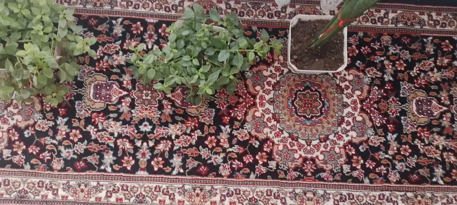 کناره نو|فرش|تربتحیدریه, حیدرآباد|دیوار