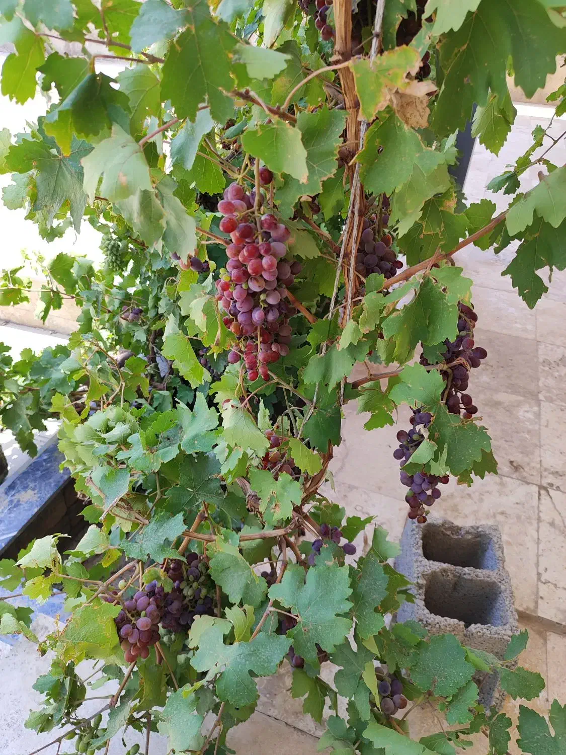 باغ در وهن آباد|فروش زمین و ملک کلنگی|رباط‌کریم, وهن آباد|دیوار