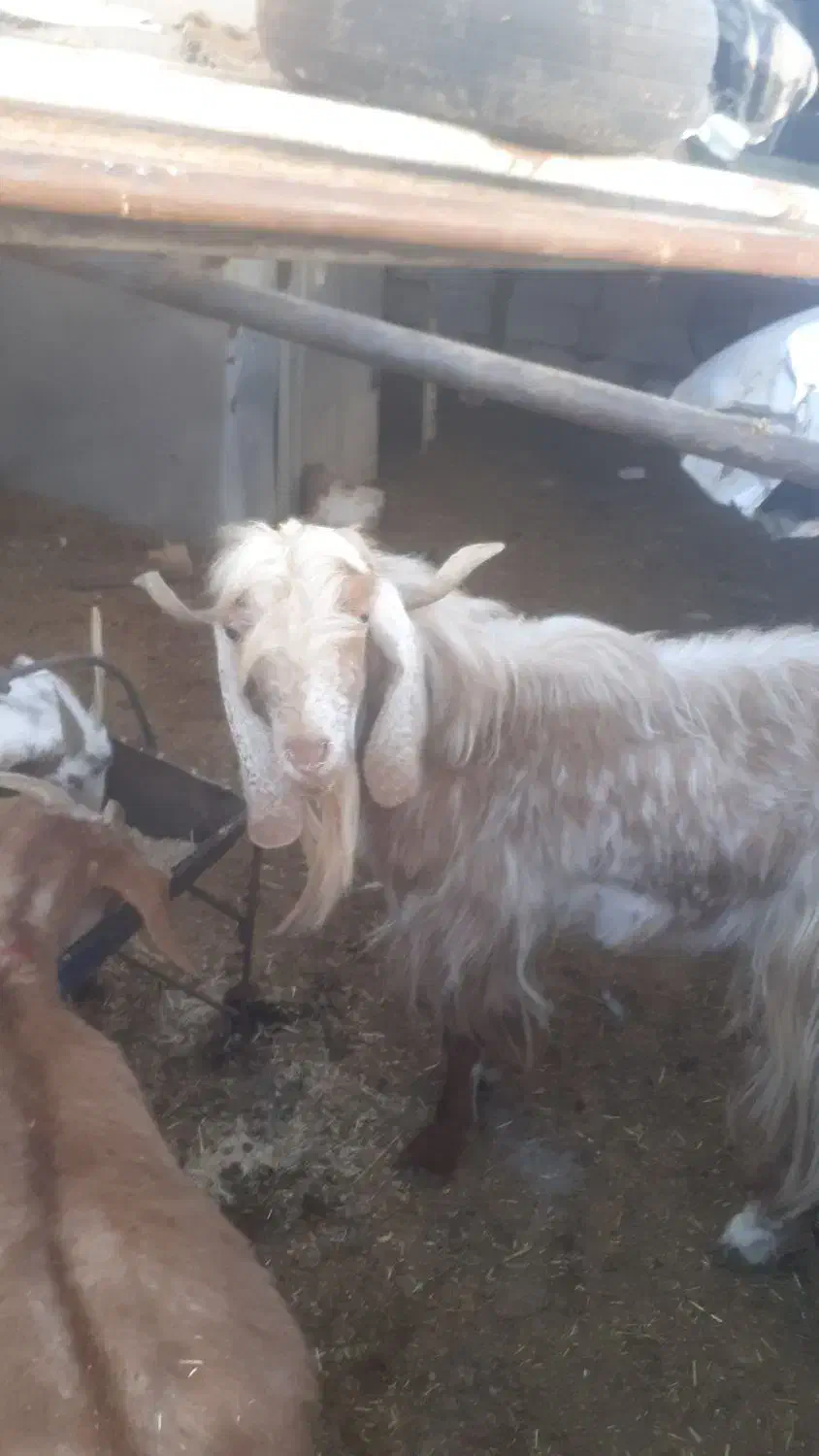 چبش ۱ساله|حیوانات مزرعه|بیرجند, |دیوار