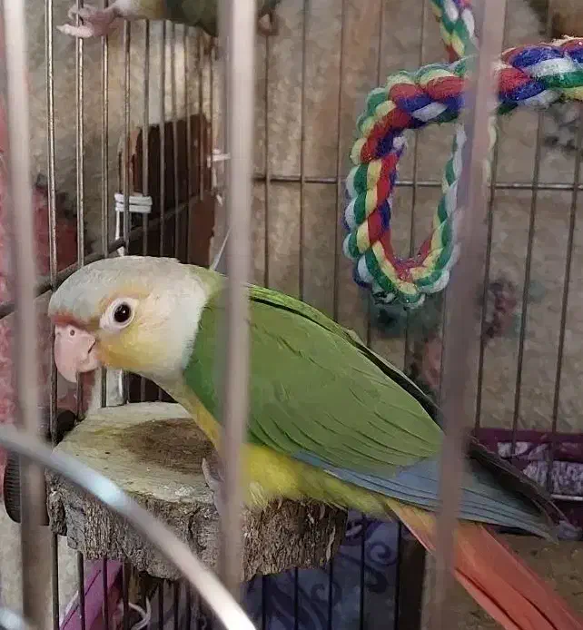 جوجه دو ماهه گرینچیک|پرنده|تهران, افسریه شمالی|دیوار