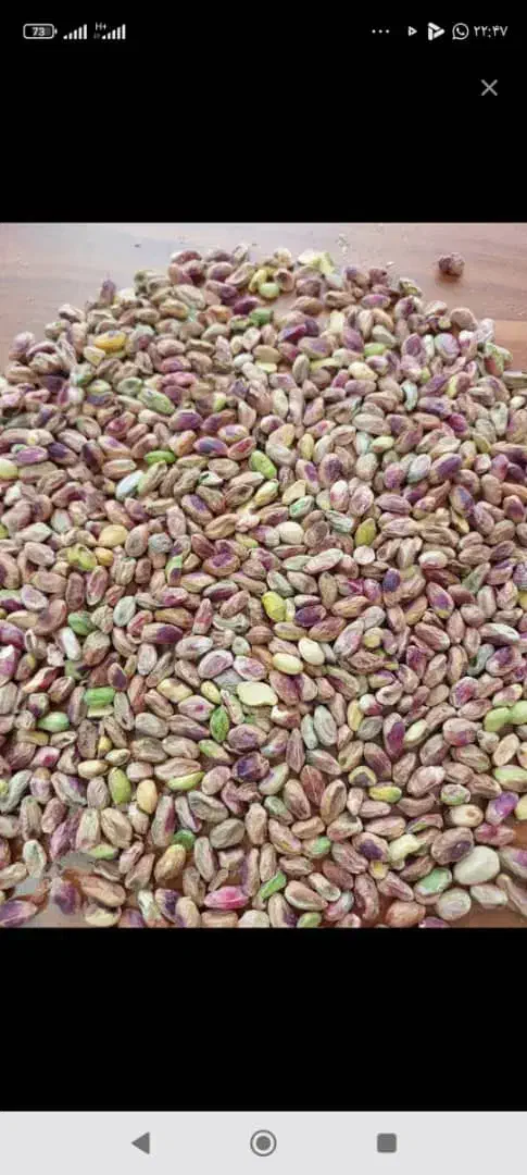 خریدار پسته گو.دمبس روآبی.مغز.ازیه کیلوتاتناژ.نقدی|خدمات باغبانی و درختکاری|رفسنجان, |دیوار
