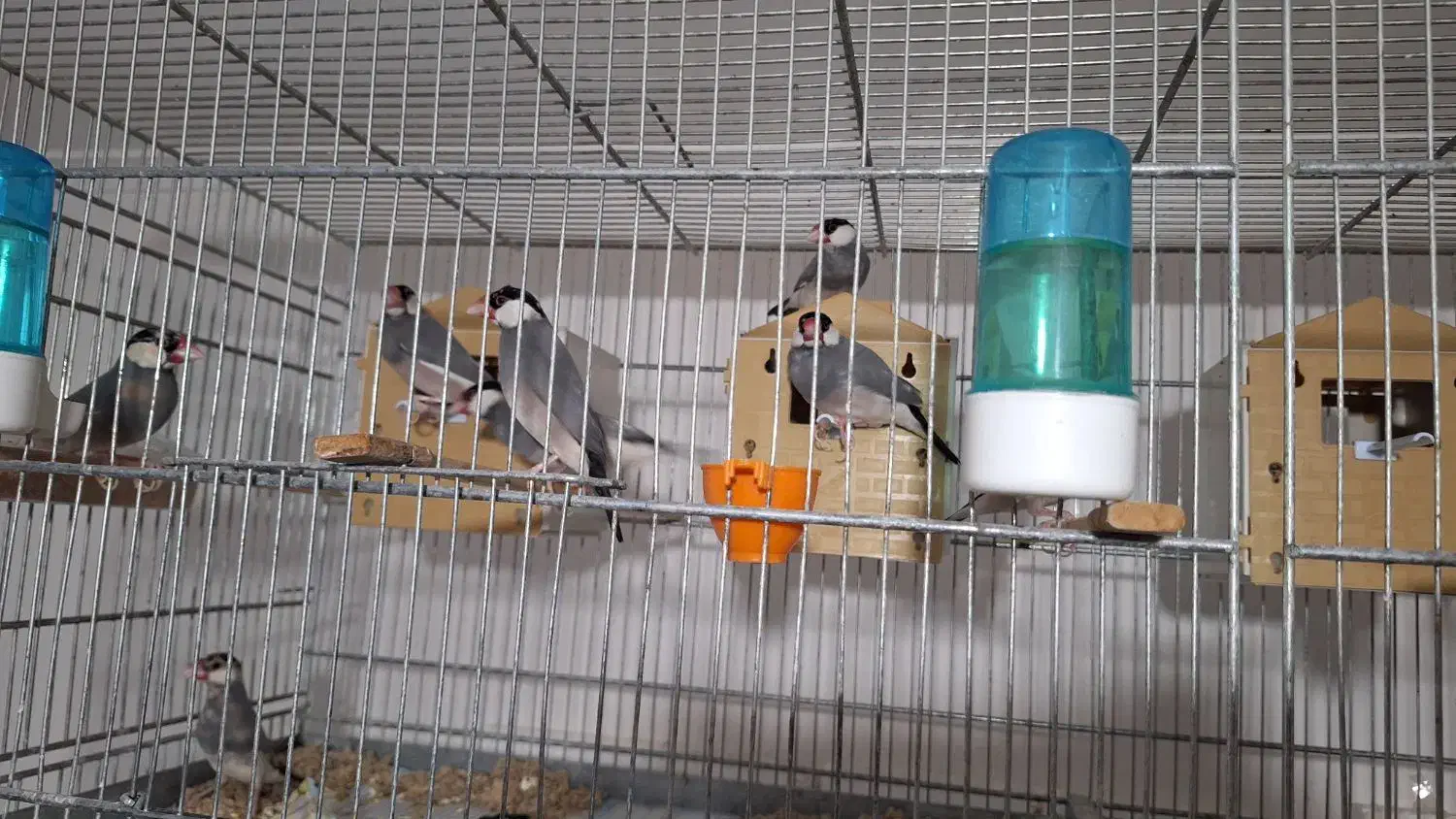 فنج نرگسی|پرنده|سمنان, |دیوار