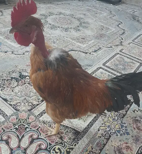 خروس|حیوانات مزرعه|تربت‌حیدریه, بالا ولایت|دیوار