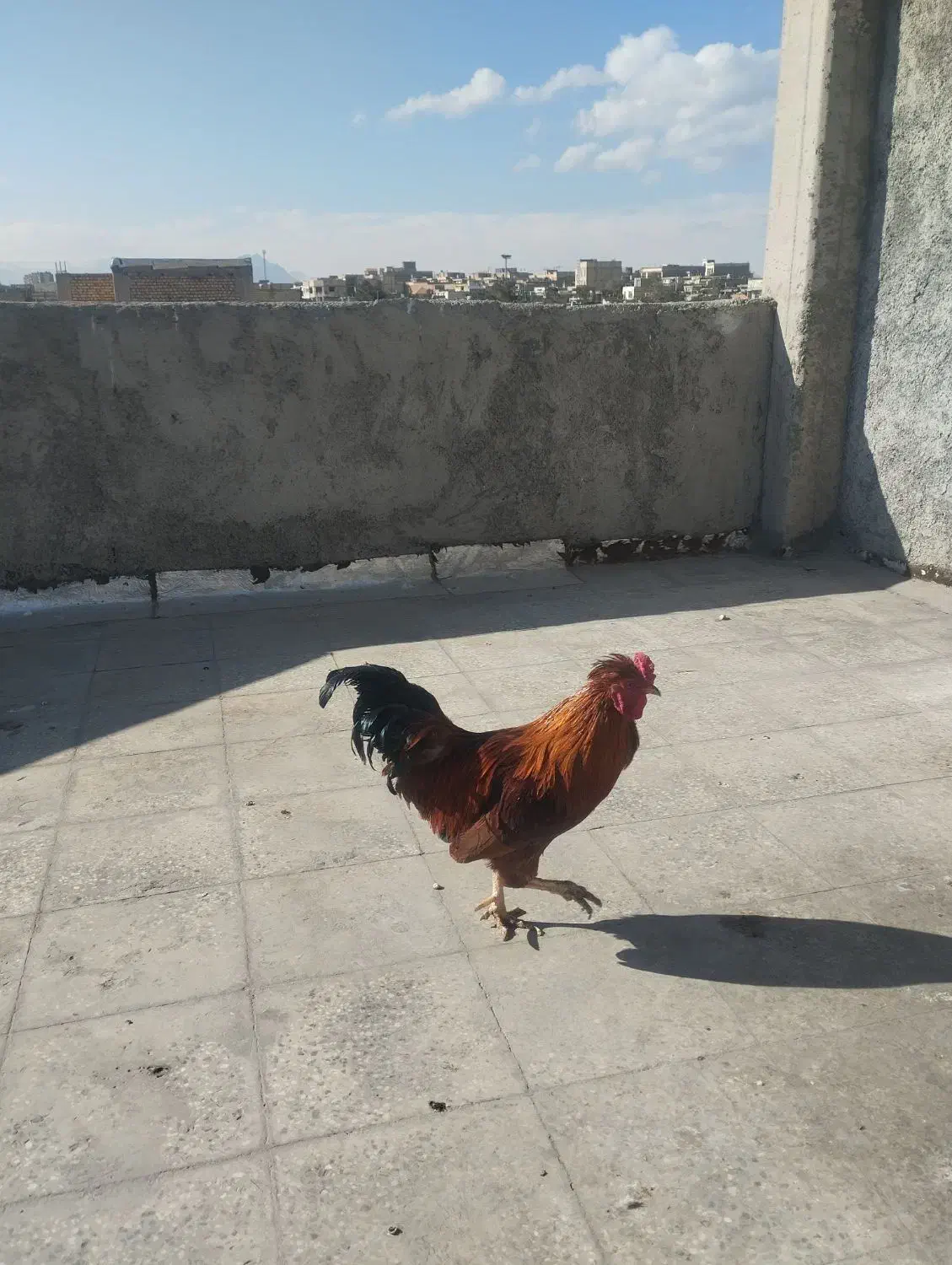 خروس چهل تاج|حیوانات مزرعه|لنجان, |دیوار