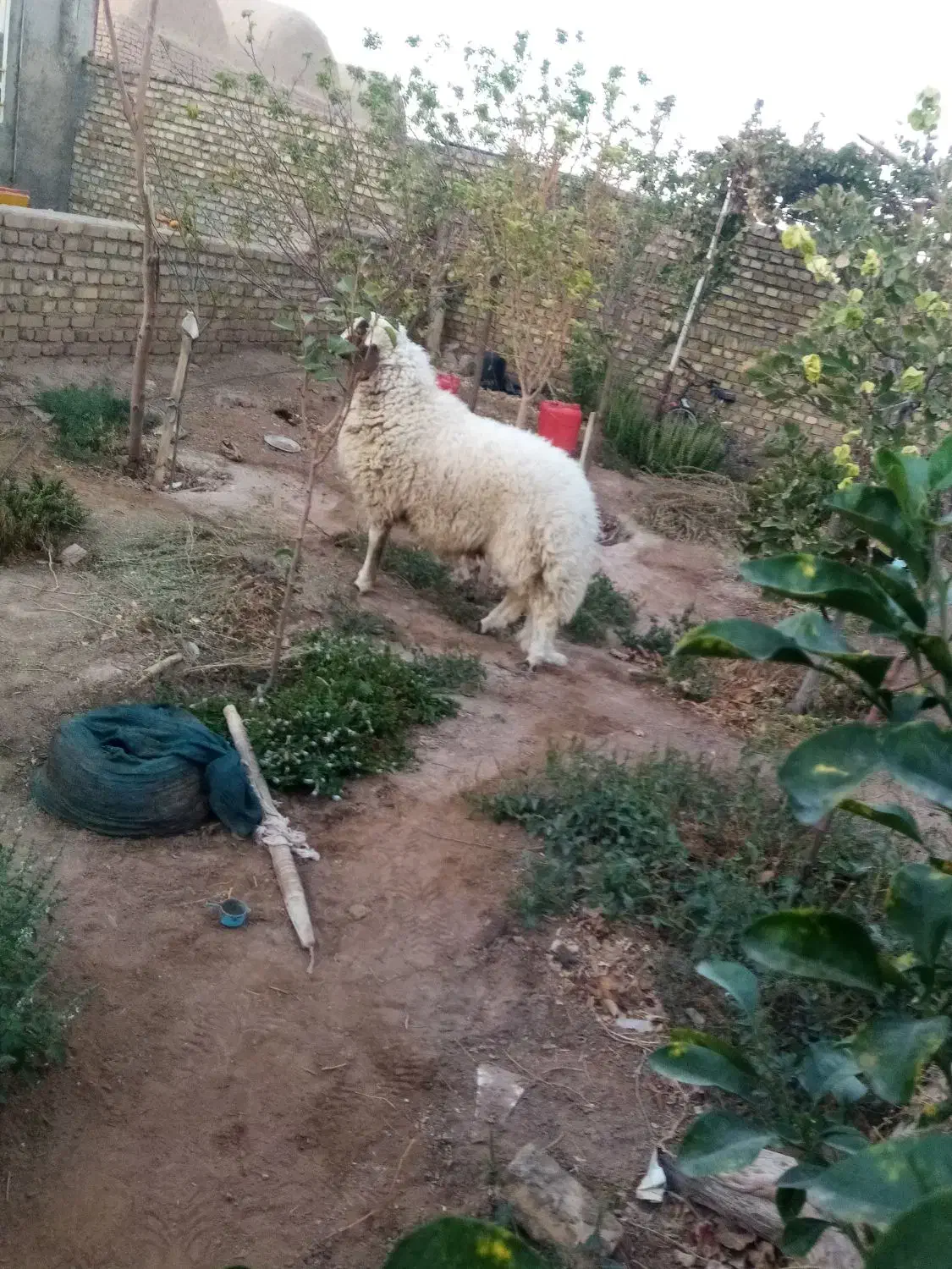 س بره قوچی|حیوانات مزرعه|بردسکن, |دیوار