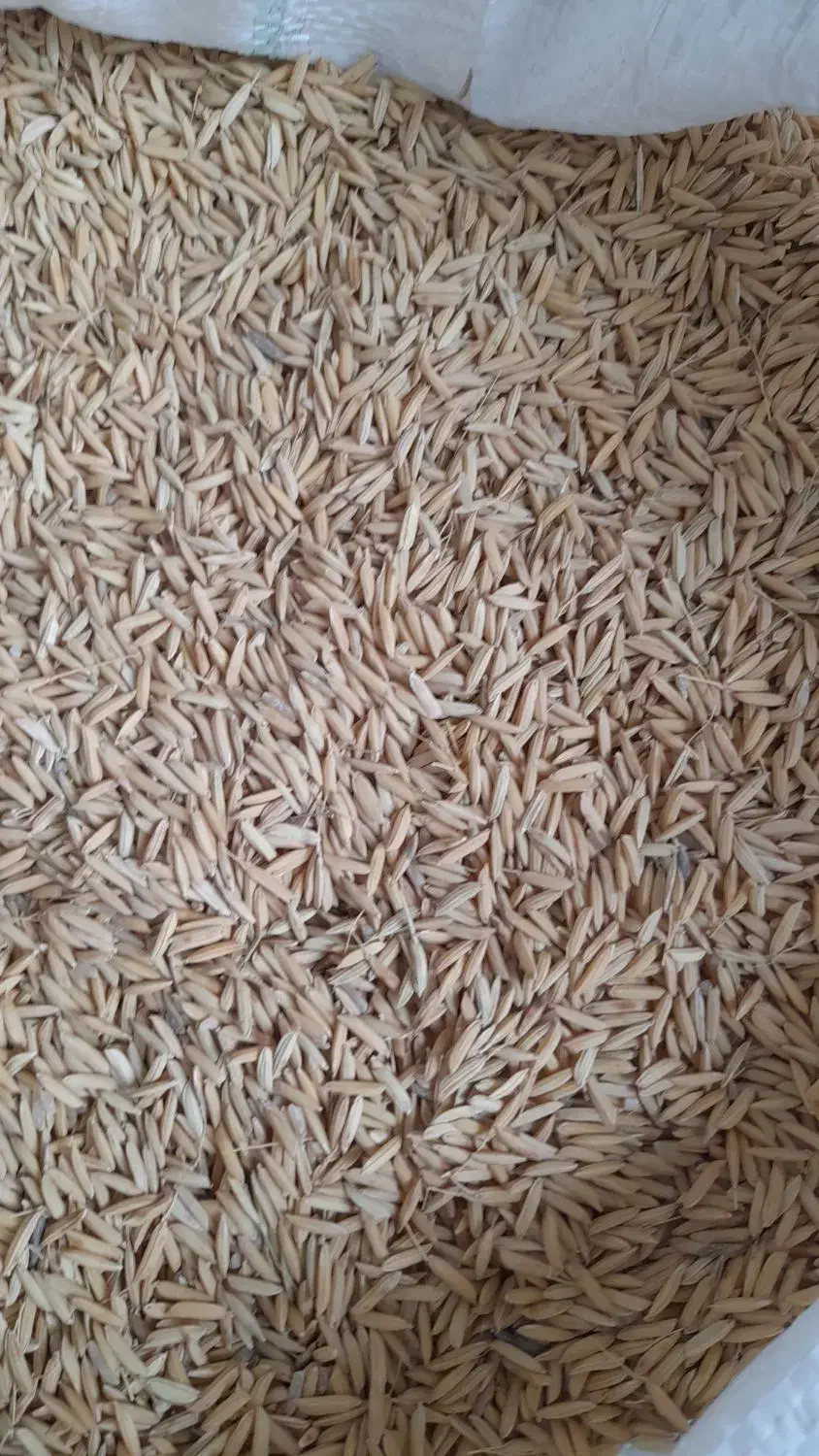 شالی ندا|عمده‌فروشی|گرگان, |دیوار