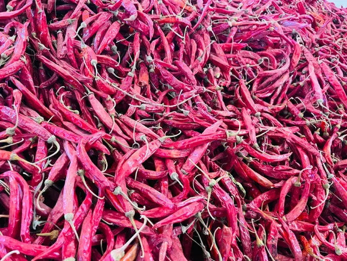 فلفل تند قلمی قرمز هشک|عمده‌فروشی|کازرون, |دیوار