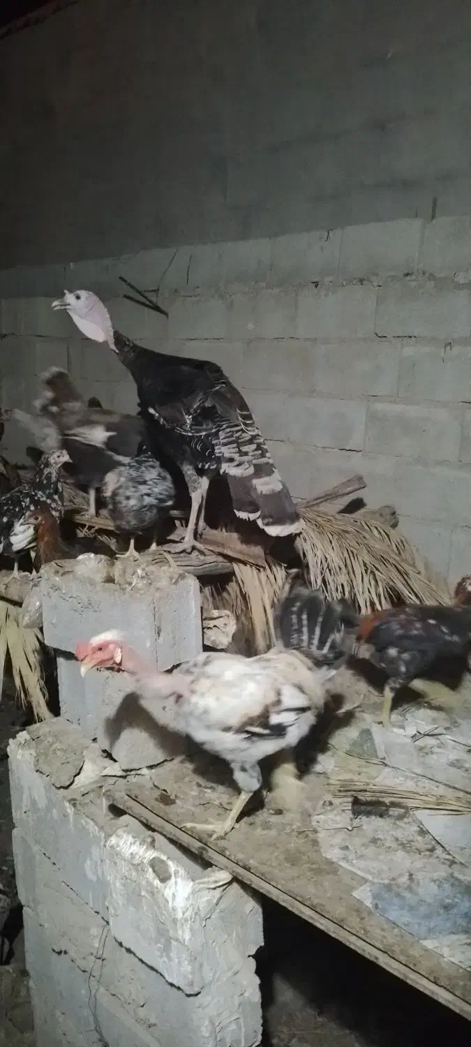 فروش دو عدد بقلمون|حیوانات مزرعه|چغادک, |دیوار