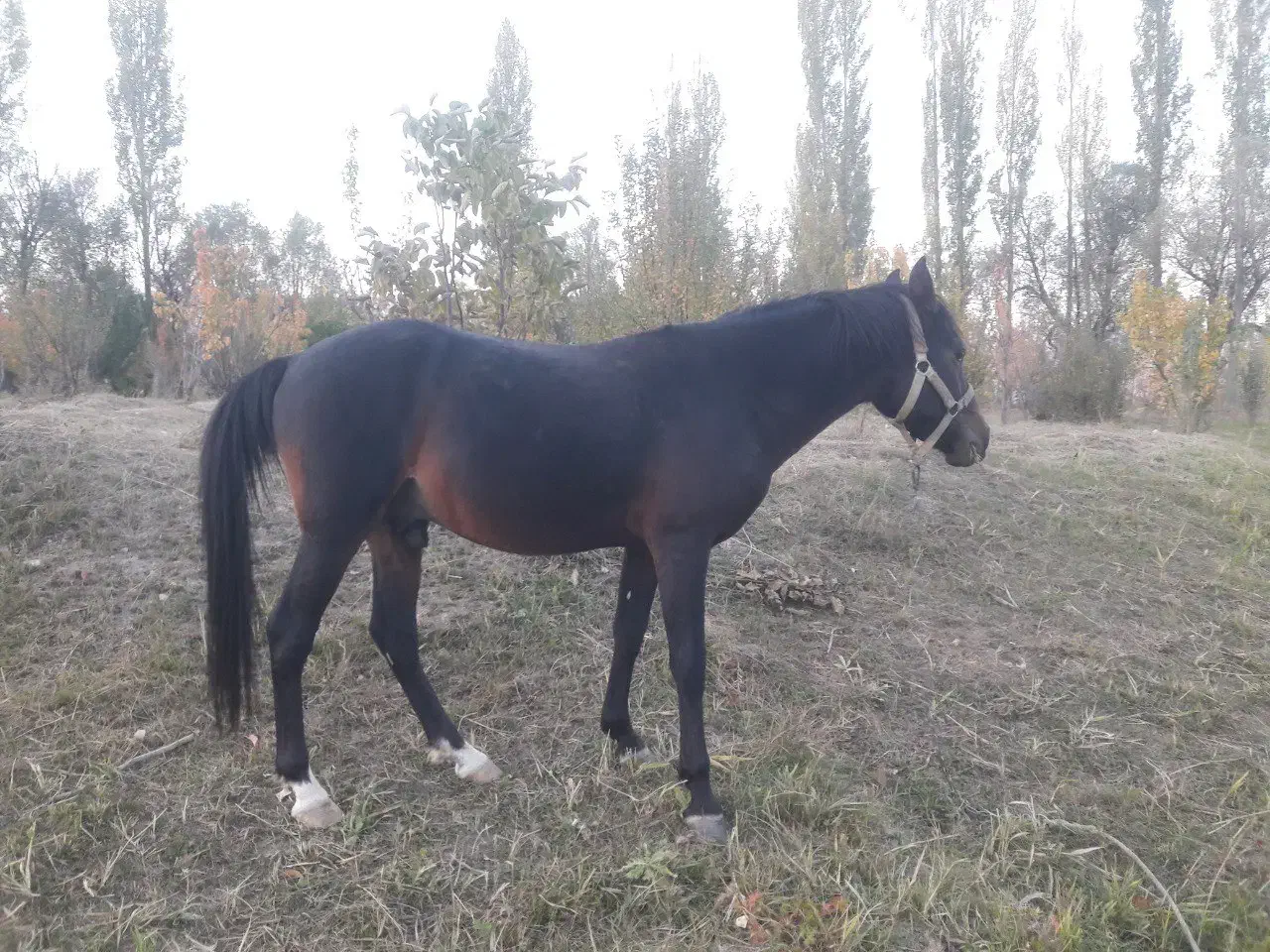 اسب یورقه .ترکمن عرب|اسب و تجهیزات اسبسواری|فیروزکوه, |دیوار