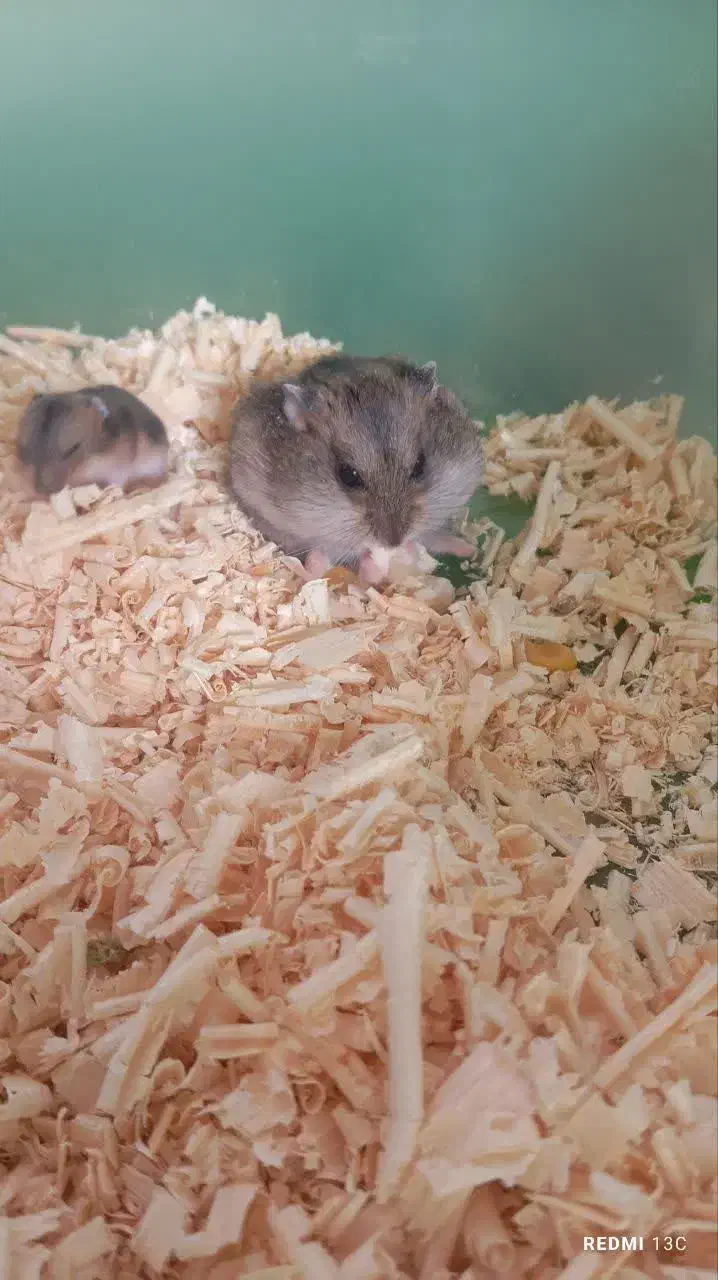 همسفر جفت|موش و خرگوش|قم, سالاریه|دیوار