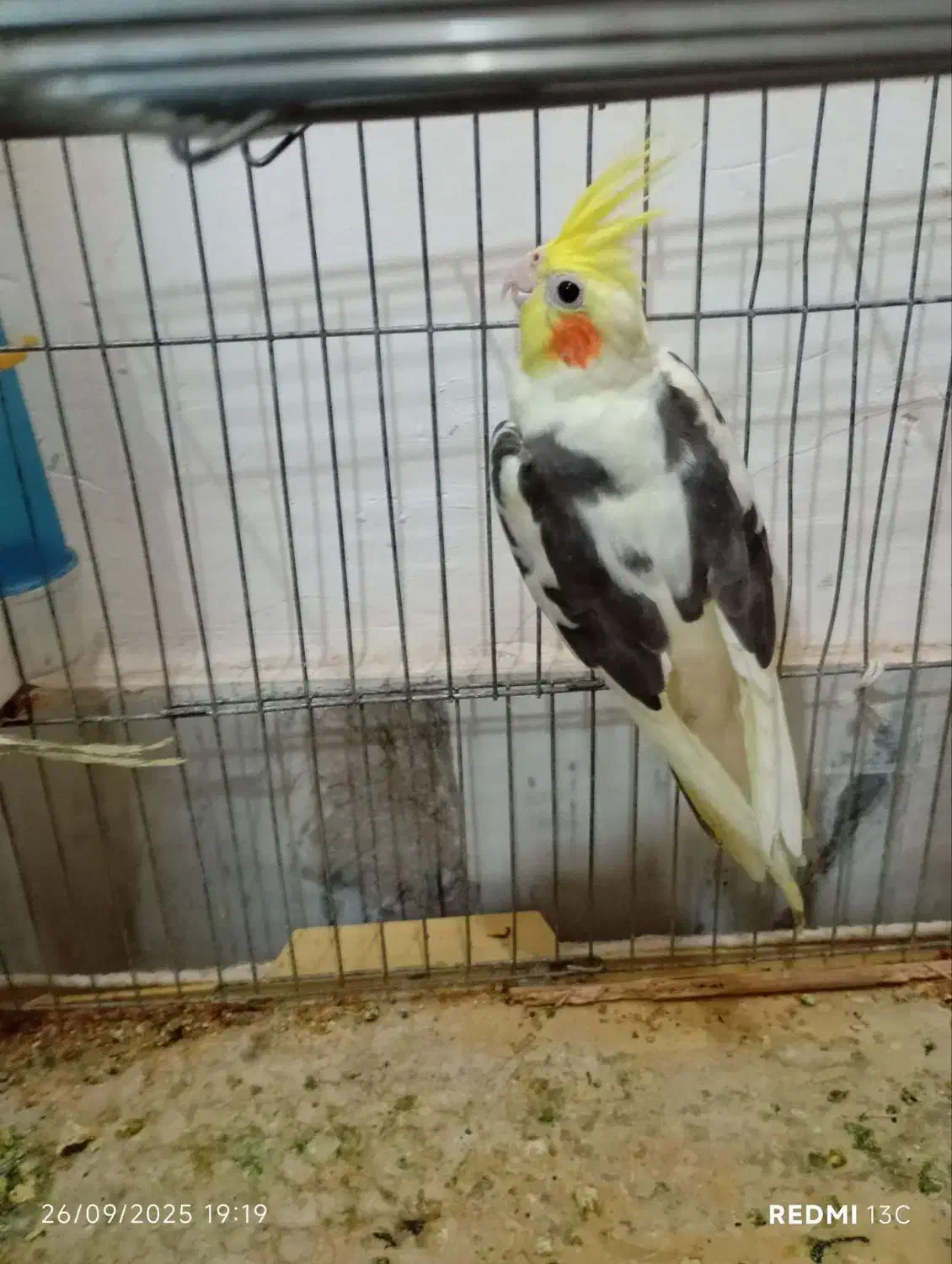 ماده عروس هلندی|پرنده|فشاپویه, |دیوار