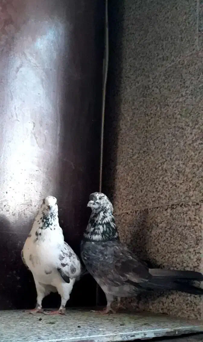 کفتر قاره پرشی|پرنده|ملایر, |دیوار