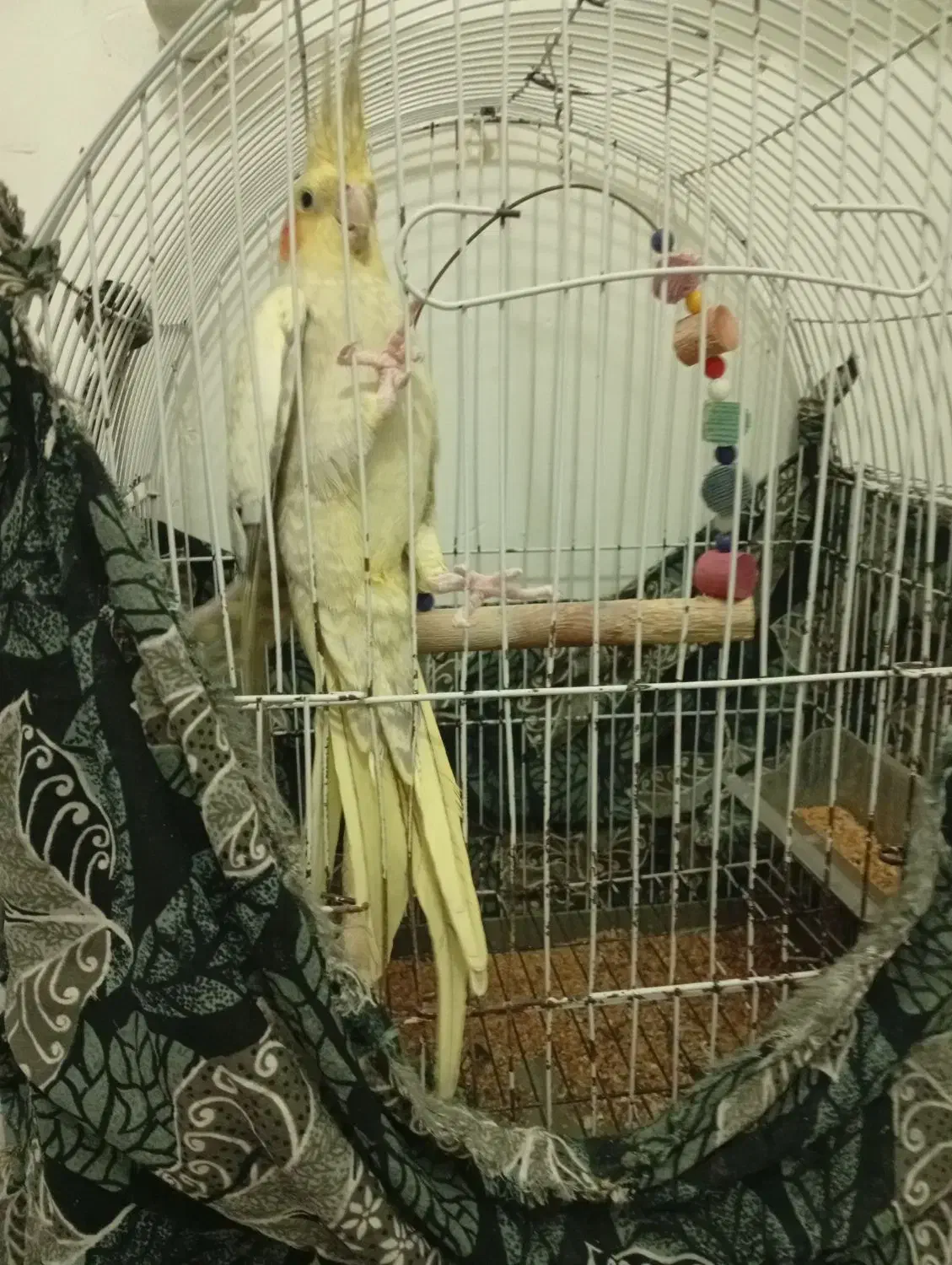 طوطی عروس کاملا سالم|پرنده|رشت, حومه رشت|دیوار